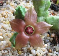 Duvalandria dioscoridis 1